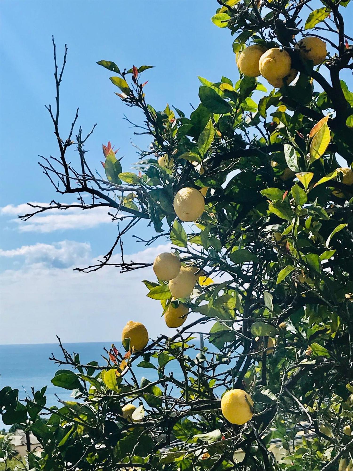 Cav Gli Ulivi Di Bogliasco Villa Buitenkant foto